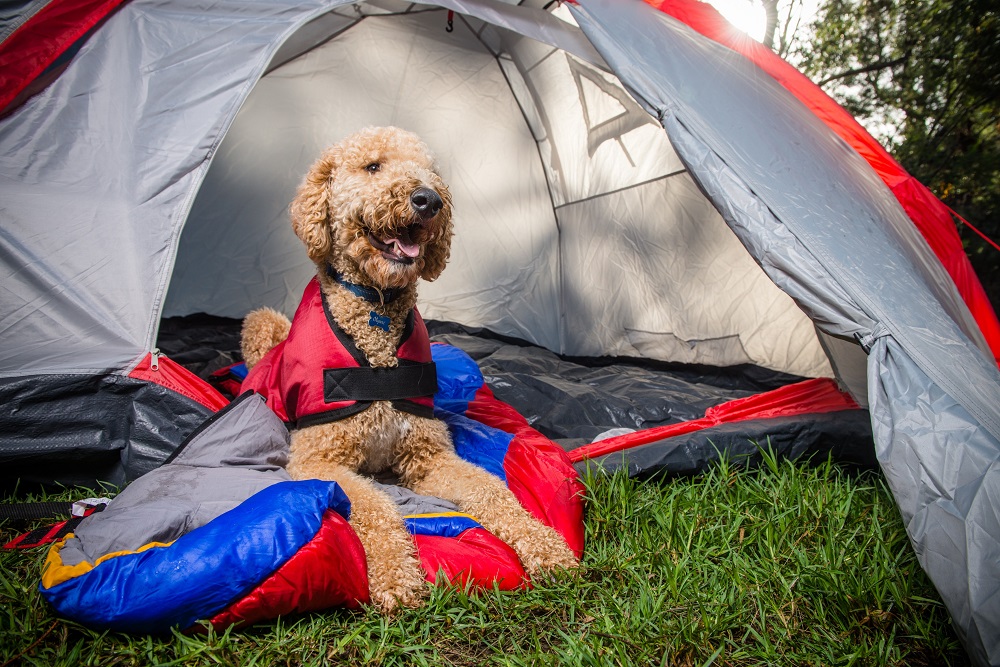 All That You Need To Consider To For Camping With Your Dogs - Instant ...