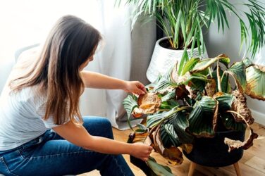 How to Find and Select the Perfect Wholesale Planters