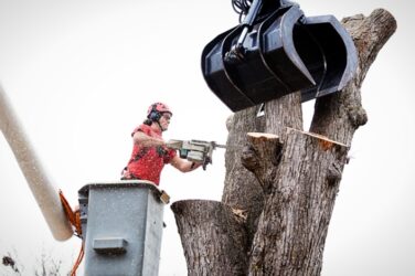 Tree Removal Services