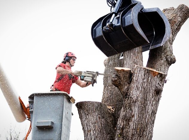 Tree Removal Services