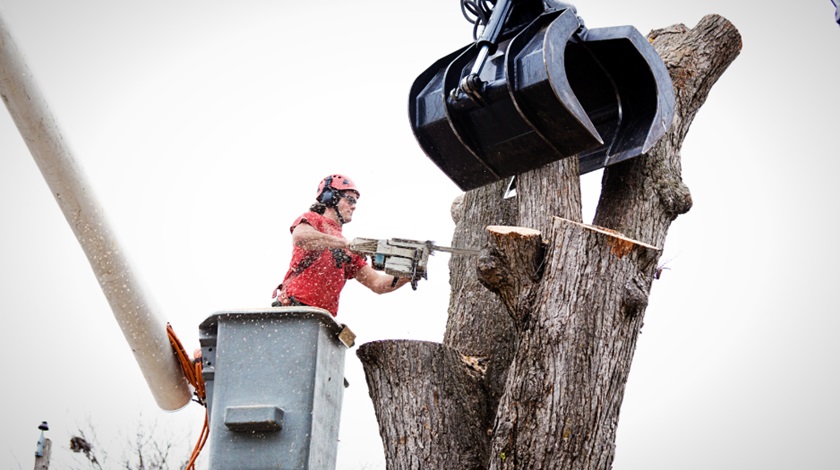 Tree Removal Services